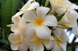 Flor Jasmim