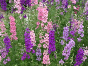 Larkspur