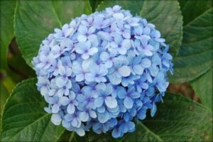 Flor Hortênsia