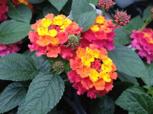 Lantana Camara