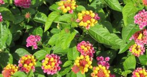 Lantana Camara