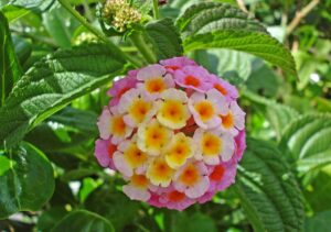 Lantana Camara