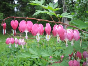 Flor Coração Sangrento