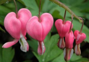 Flor Coração Sangrento