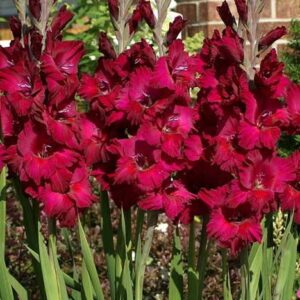 Flor Palma de Santa Rita 