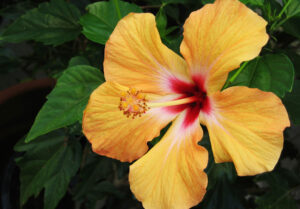 Flor Hibisco