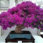 Flor Bougainvillea