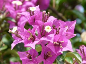 Flor Bougainvillea