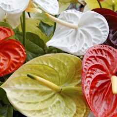 Flor de Antúrio: Como Cuidar, Cultivar e Conhecer Seus Significados