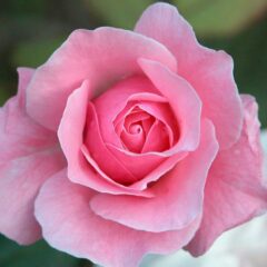 Flor de Rosa: Significado, Tipos, Cultivo e Cuidados