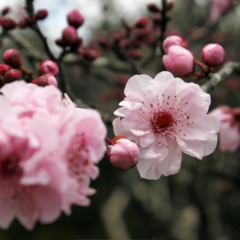 Flor de Cerejeira: Significado, Cuidados e Como Cultivar
