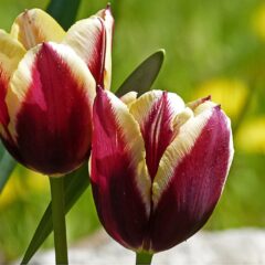 Como Cultivar Tulipas