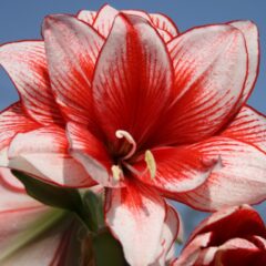 Flor Amaryllis