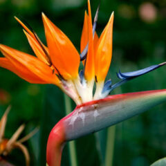 Flor Ave do Paraíso