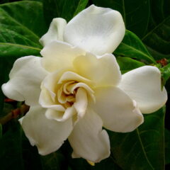 Flor Gardenia