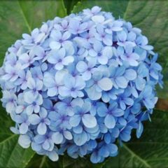 Flor Hortensia
