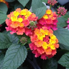 Planta Lantana Camara