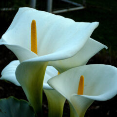 Planta Copo de Leite como Cuidar