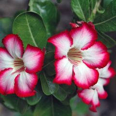 Flor Rosa do Deserto