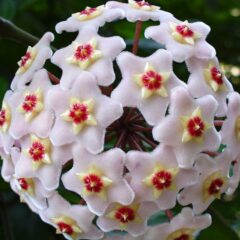 Flor de Cera Cuidados