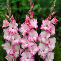 Flor Palma de Santa Rita