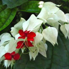 Flor Lágrimas de Cristo