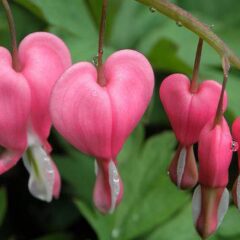 Flor Coração Sangrento