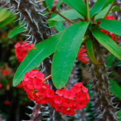 Flor Coroa de Cristo