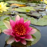 Flor Vitória Régia