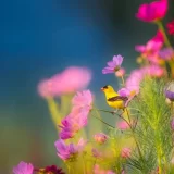 10 das flores mais bonitas do mundo!