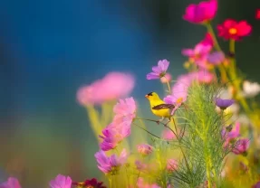 10 das flores mais bonitas do mundo!