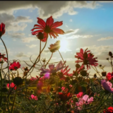 Curiosidades sobre as Flores