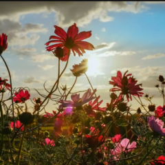 Curiosidades sobre as Flores