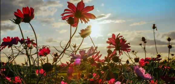 Curiosidades sobre as Flores